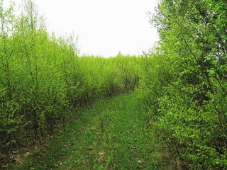 кустарники и мол поросли1