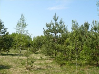 кустарники и мол поросли2